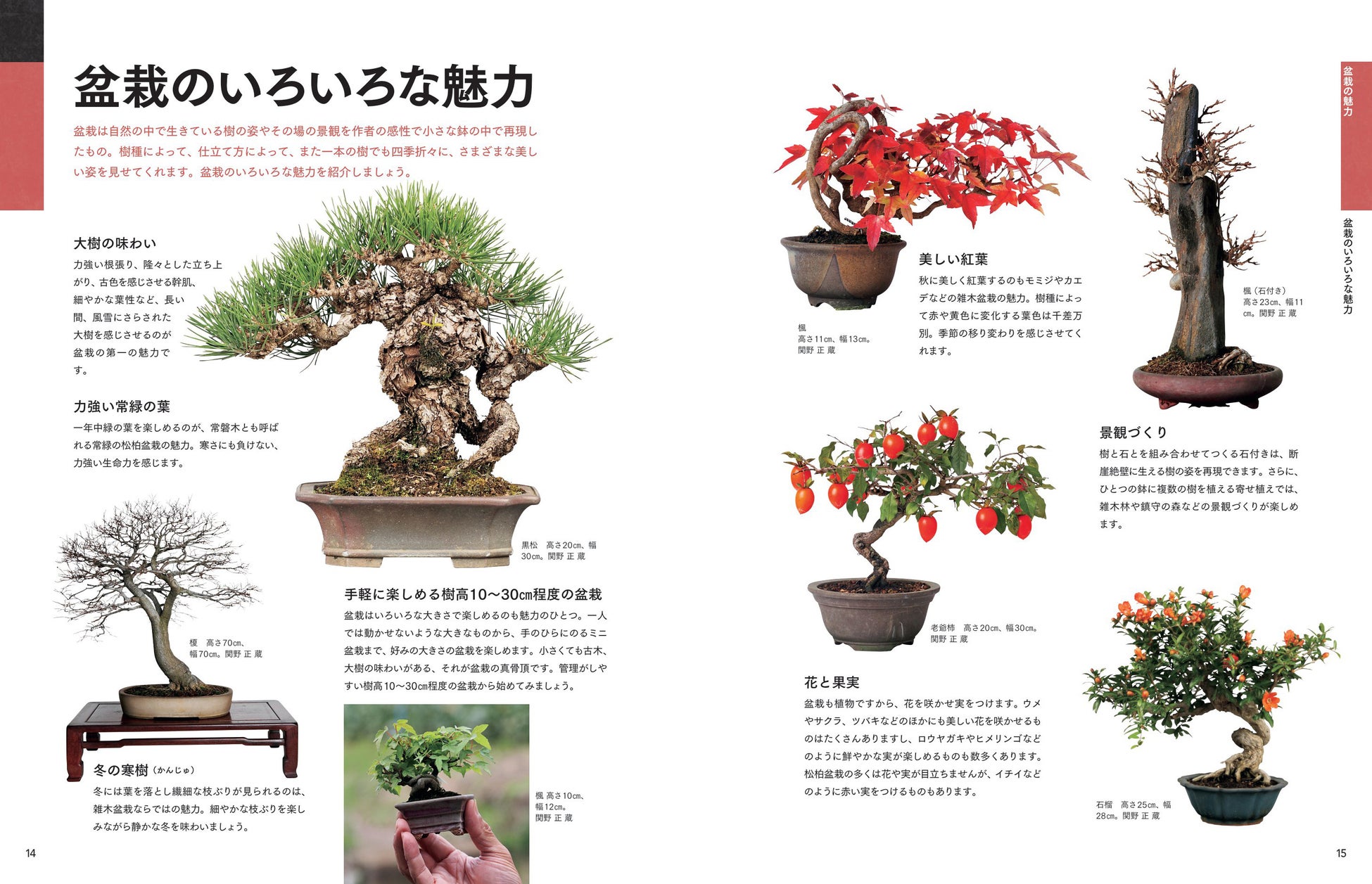 盆栽の魅力を丁寧に紹介。