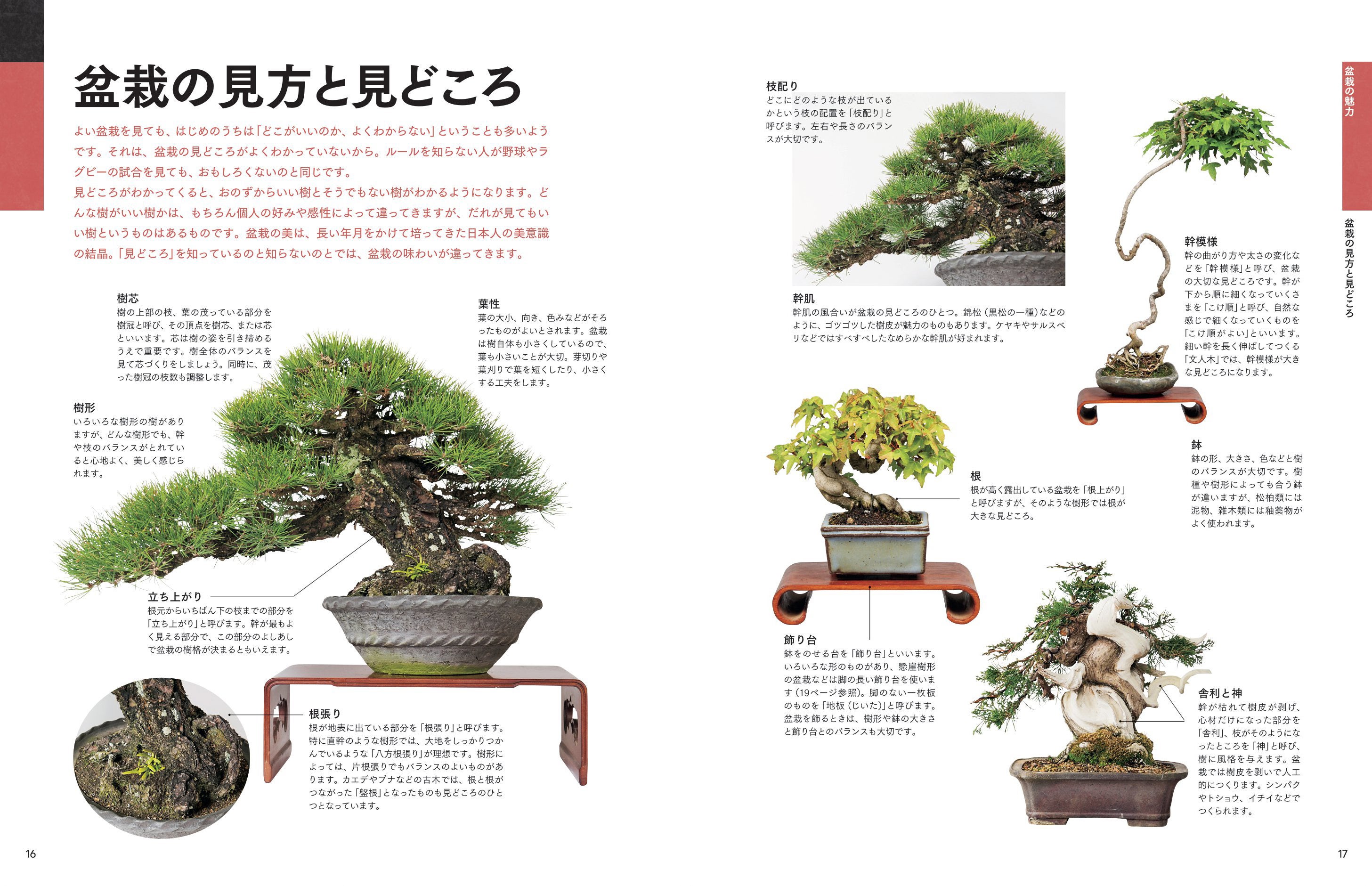 見どころを解説。見方がわかると、盆栽鑑賞が楽しくなります。
