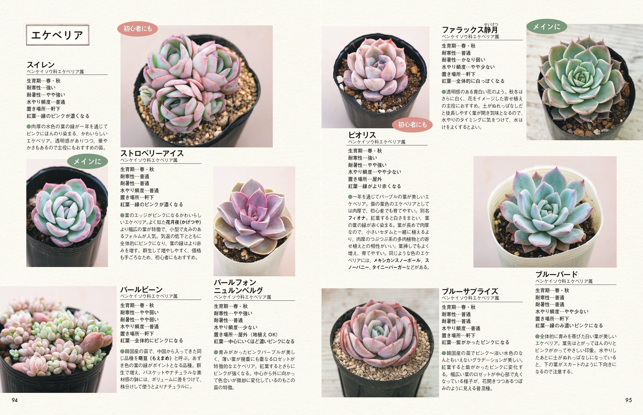 おしゃれな色合いにキュンです」多肉スタイリスト・kurumiさんが