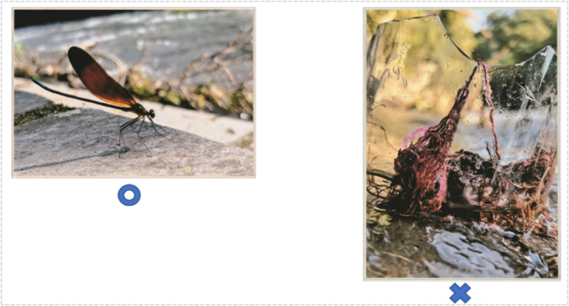 第19回　中学校部門金賞「ハグロトンボとゴミ」