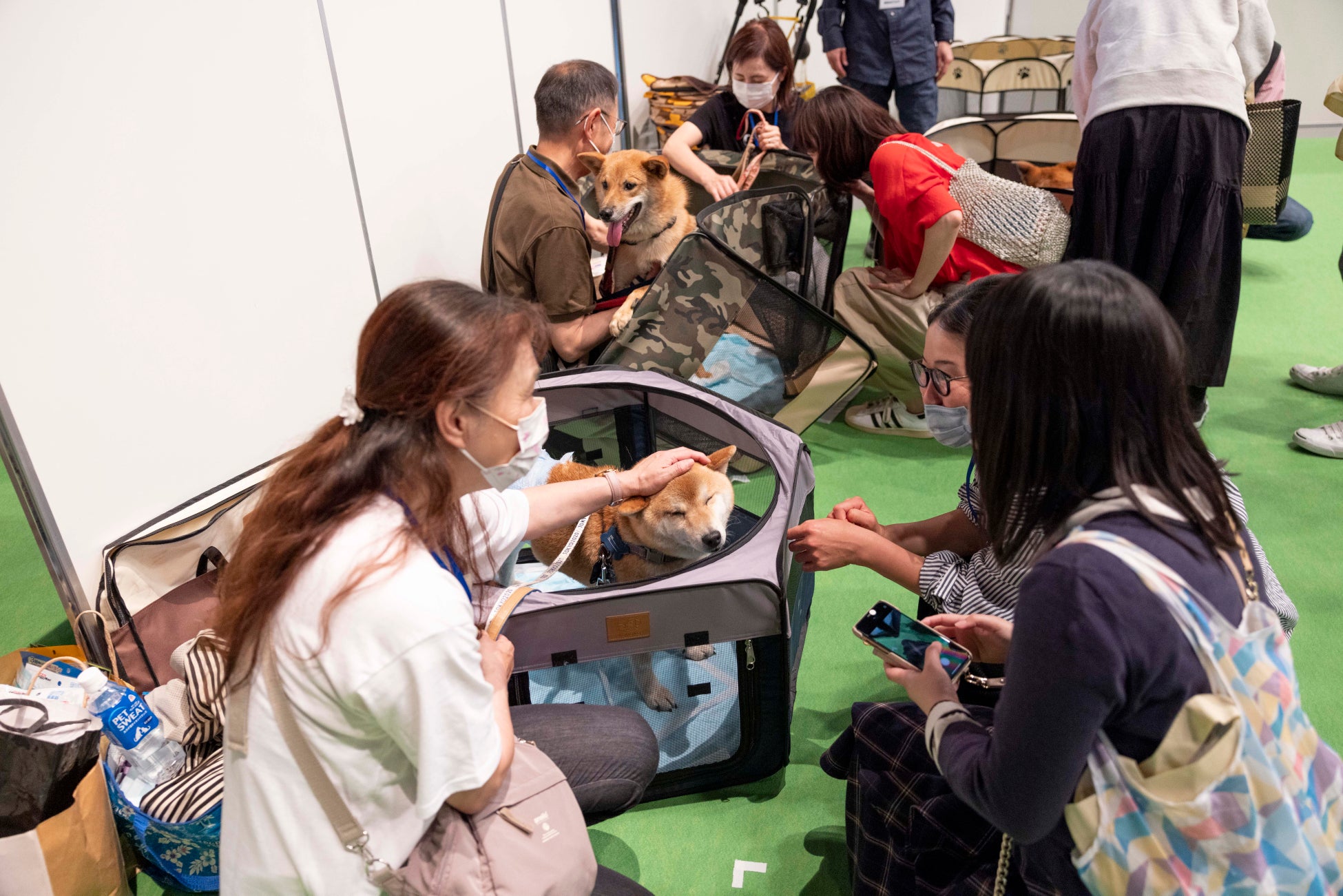 譲渡会(犬)