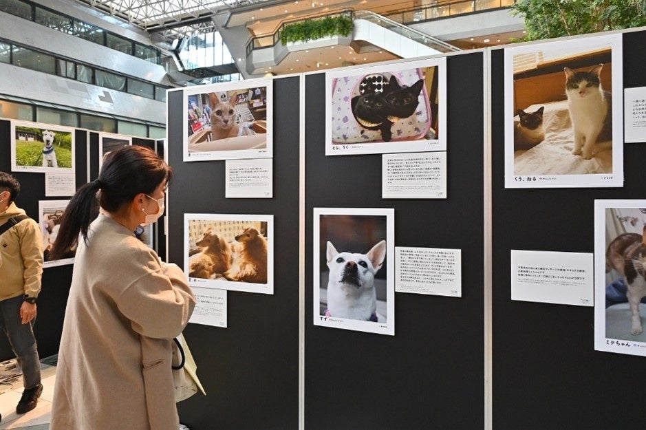 元保護犬猫の写真展「みんなイヌみんなネコ」。現在幸せに暮らしている様子を愛情あふれる写真とメッセージで紹介