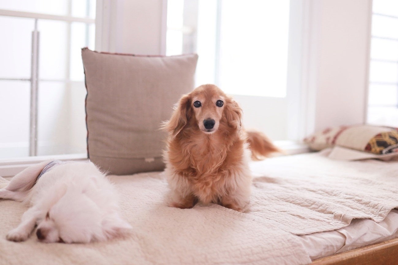 NPO法人てとてとしっぽに保護されていた「りむちゃん」（推定10歳）