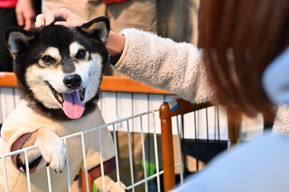 参加した保護犬たち。人慣れしている子は撫でてもらってご機嫌の様子