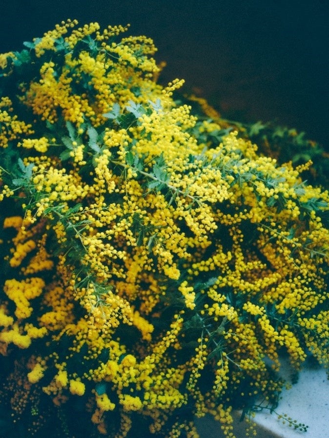 ミモザページになります＾＾ nakanotetsu_24-363j4223-tdu