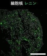 図4 iPS細胞から作製したレニン産生細胞