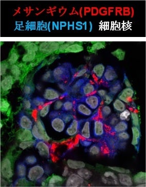 図3 培養皿上でメサンギウム構造の形成