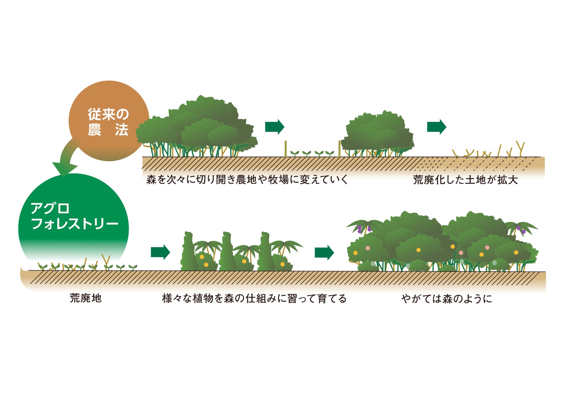 高等学校用教科書 わたしたちの地理総合 に掲載協力 当社のサプライヤーおよびアグロフォレストリー紹介 株式会社フルッタフルッタのプレスリリース 高等学校用教科書 わたしたちの地理総合 に掲載協力 当社のサプライヤーおよびアグロフォレストリー紹介 株式会社フルッタフルッタのプレスリリース