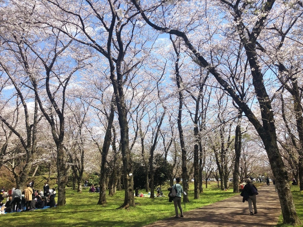 佐倉城址公園の桜