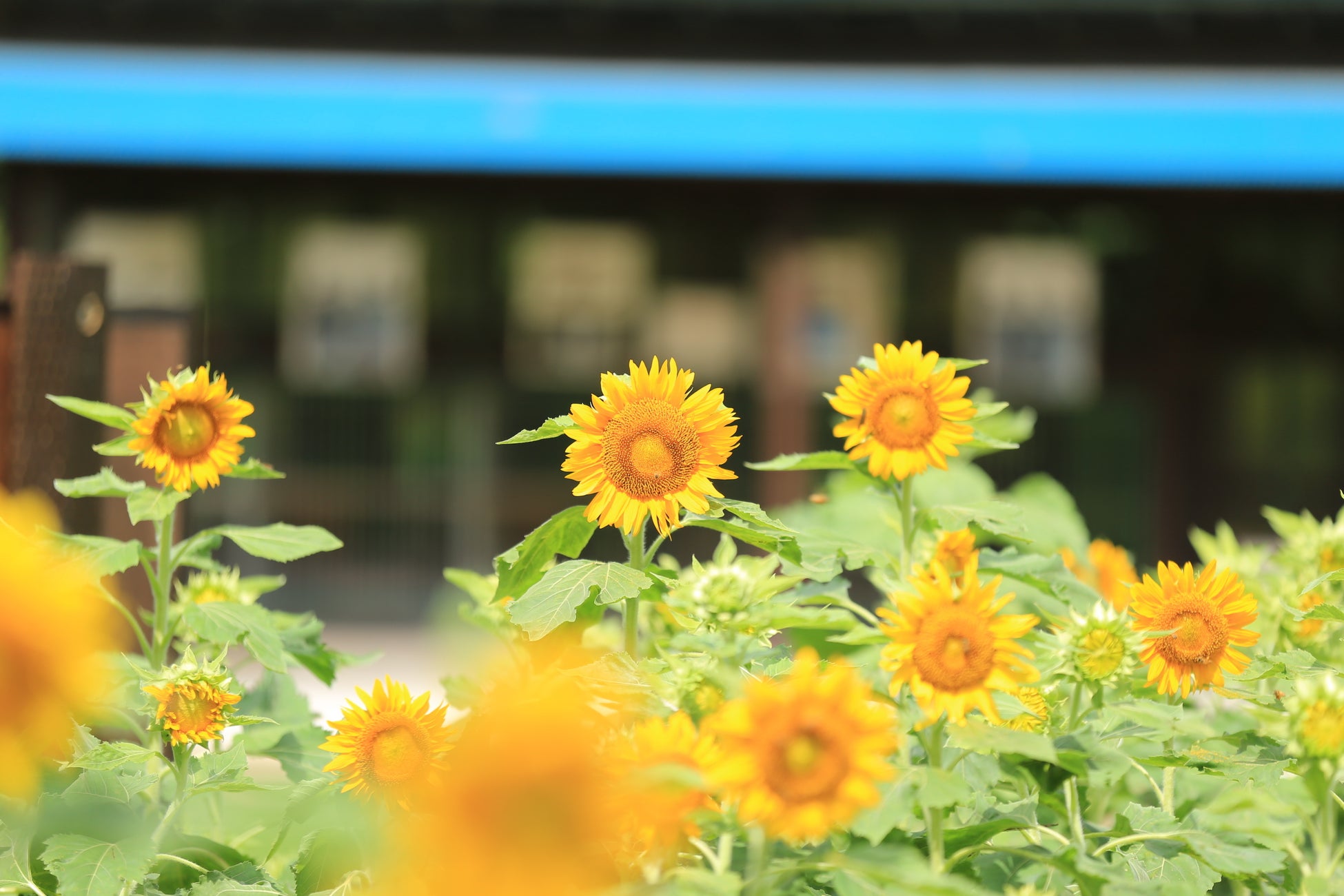 千葉県佐倉市 3年ぶりに復活 婚活イベント 出会いの林間学校 バーベキュー婚活 参加者募集 佐倉市のプレスリリース 千葉県佐倉市 3年ぶりに復活 婚活イベント 出会いの林間学校 バーベキュー婚活 参加者募集 佐倉市のプレスリリース