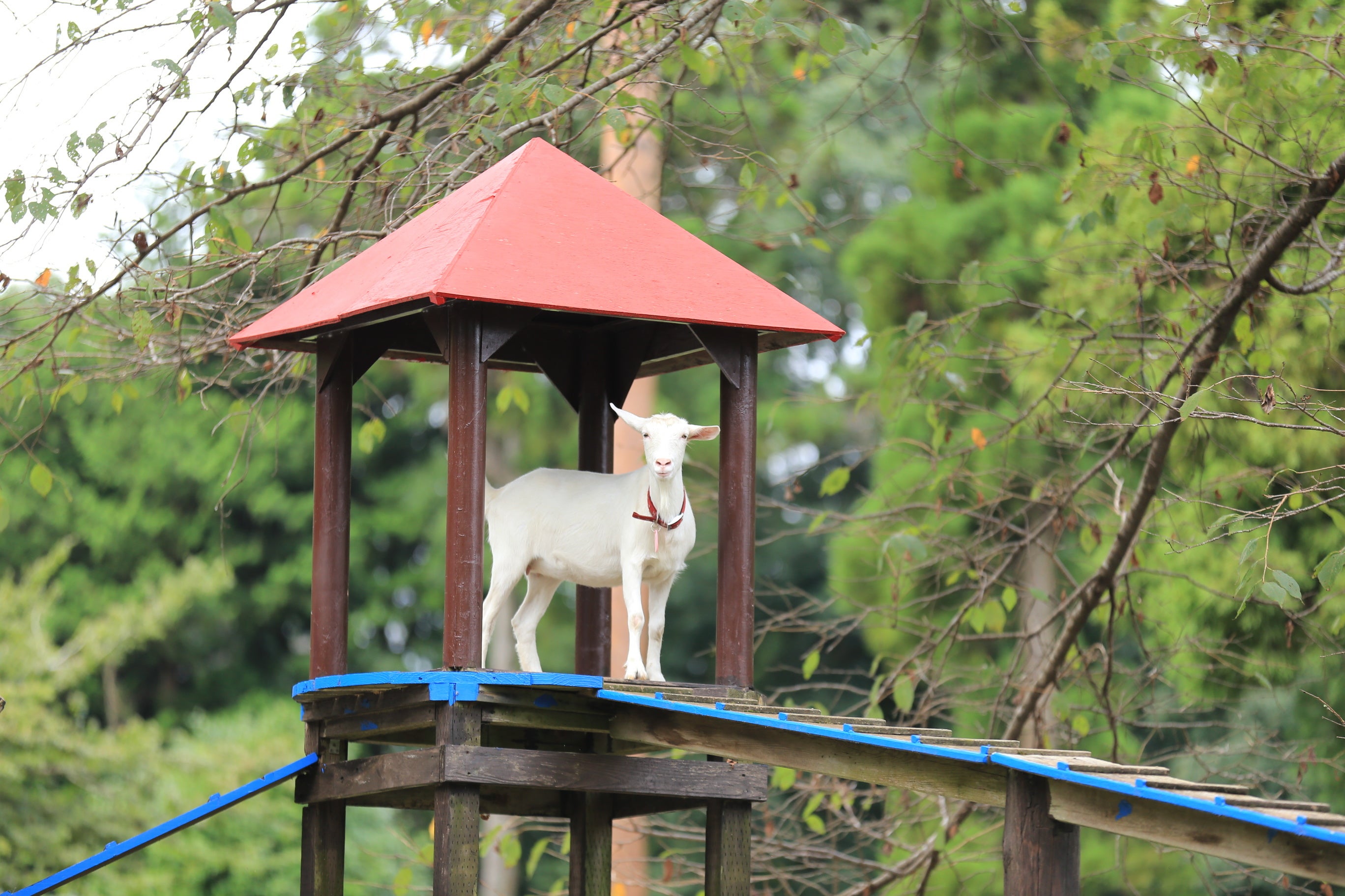 崖の上にいたヤギ・ポニョも婚活を応援！