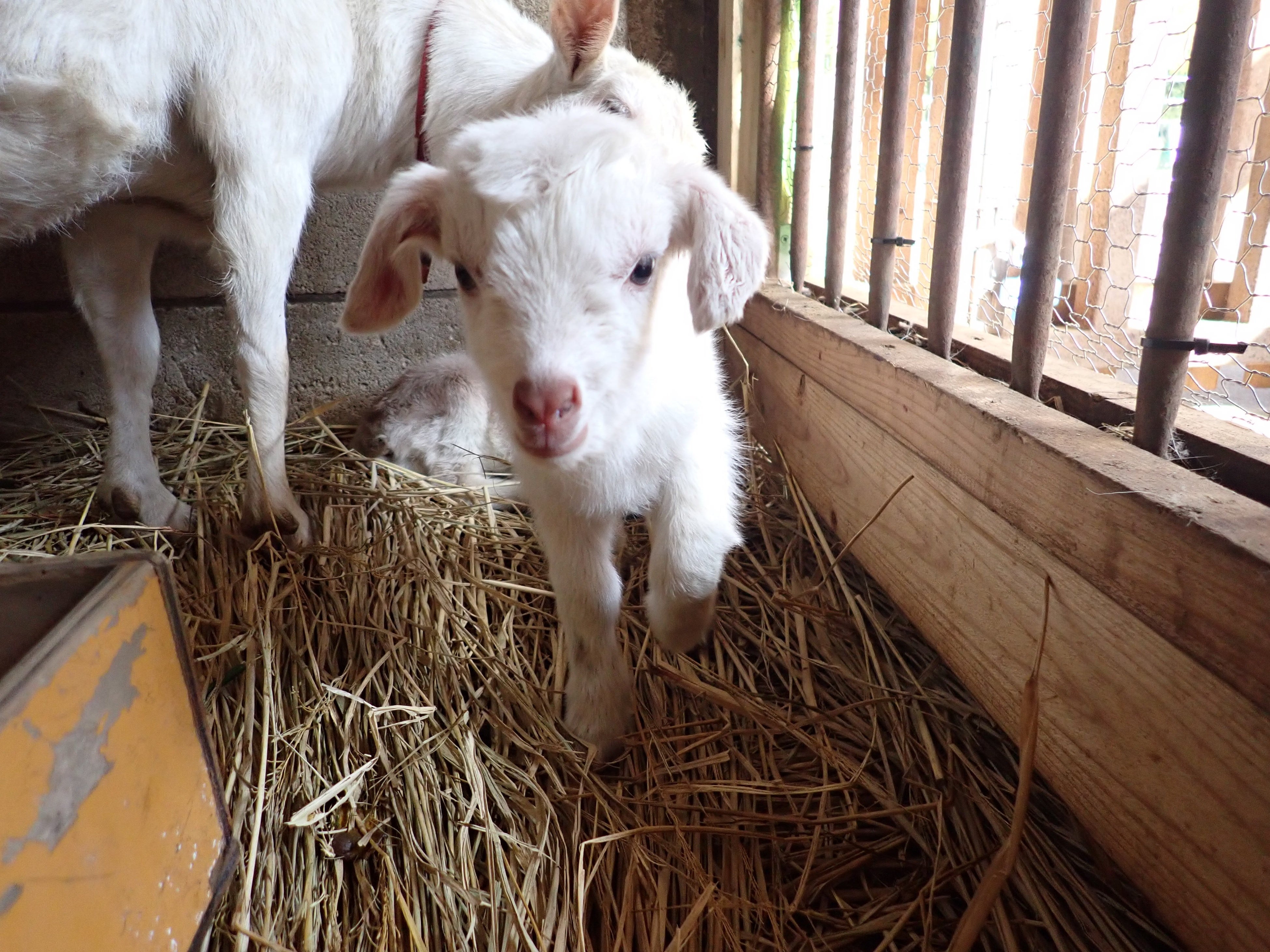 後に生まれた白毛の男の子