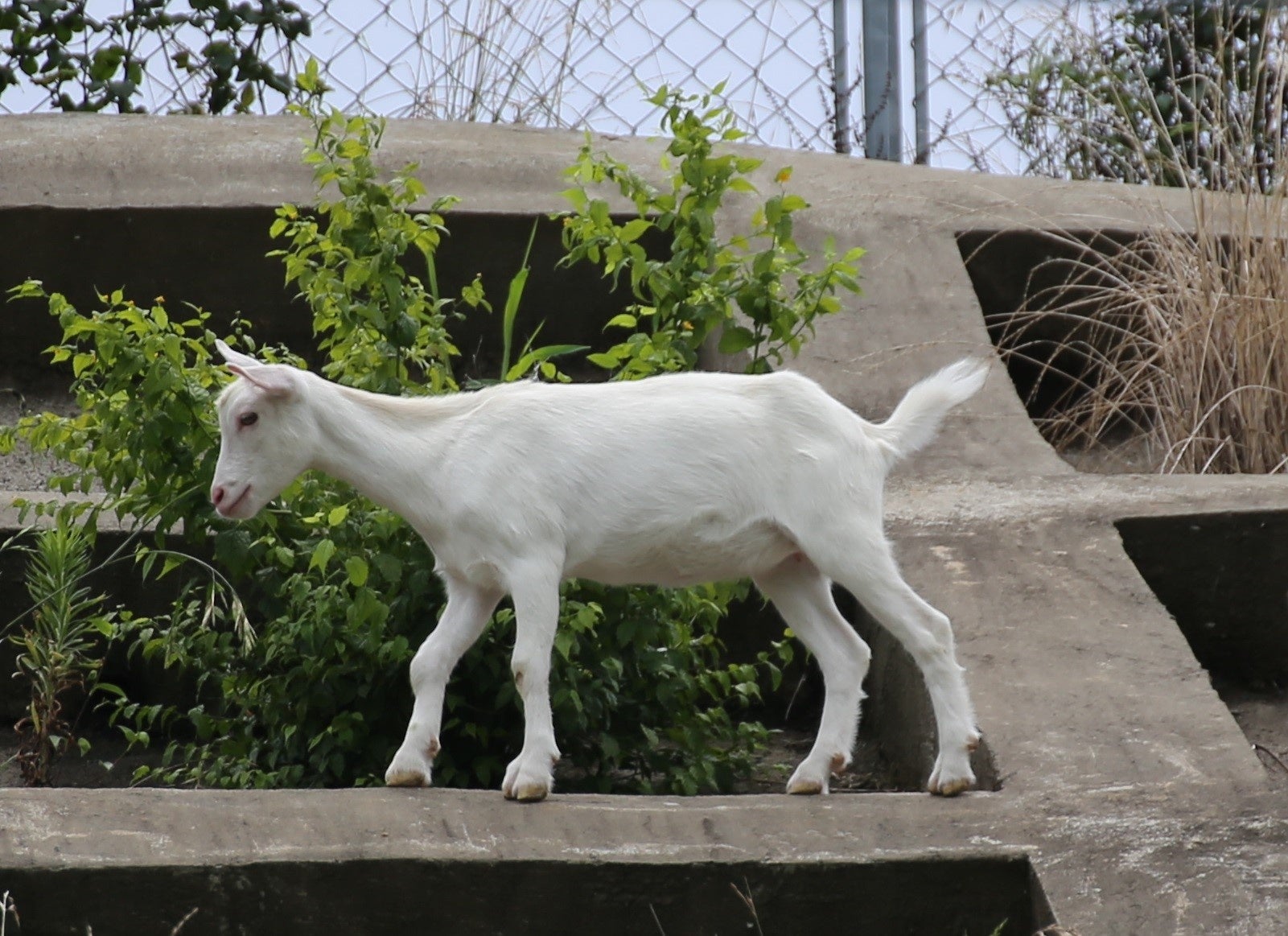 崖にいた頃のポニョ