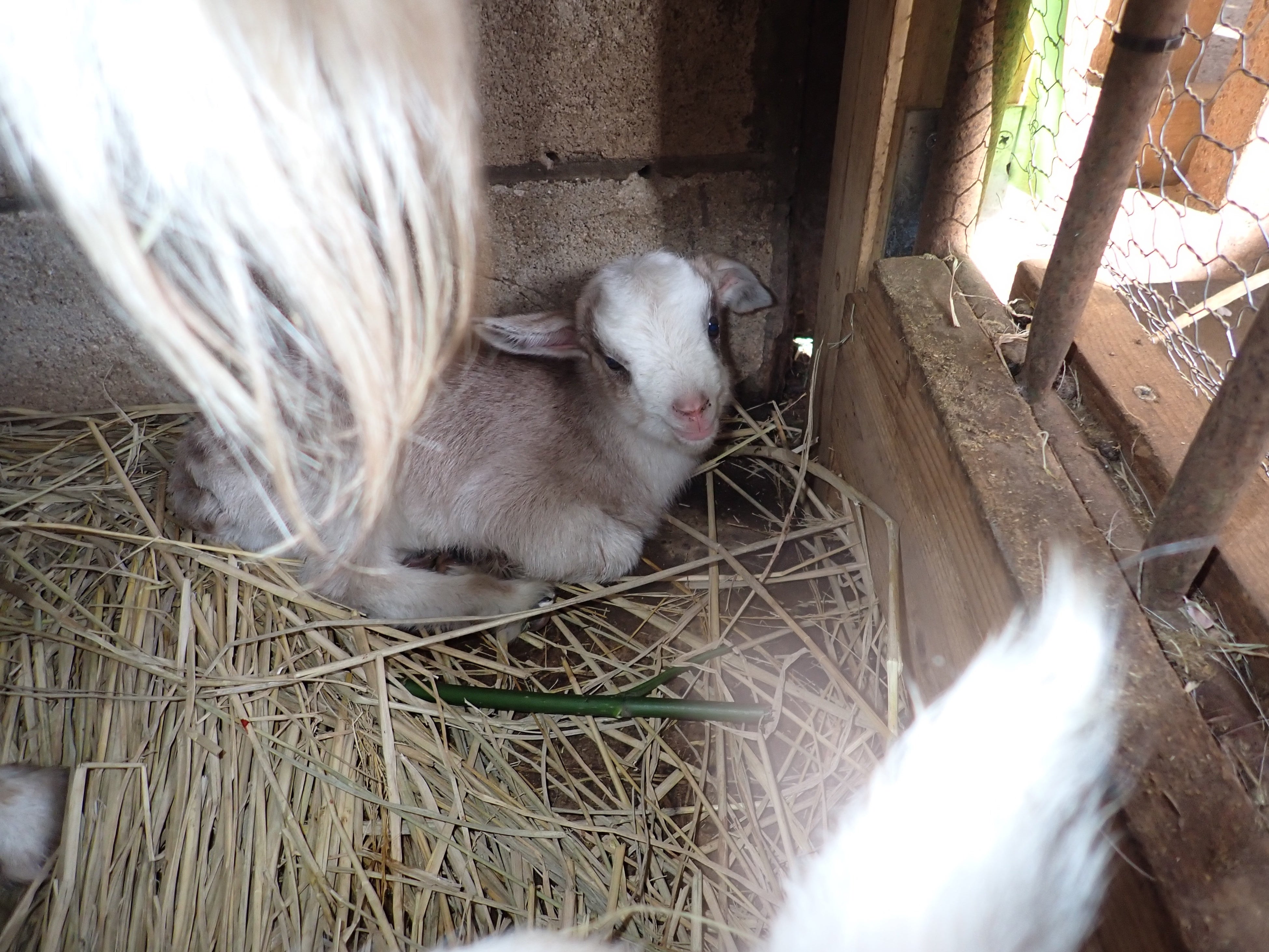 先に生まれた模様のある男の子