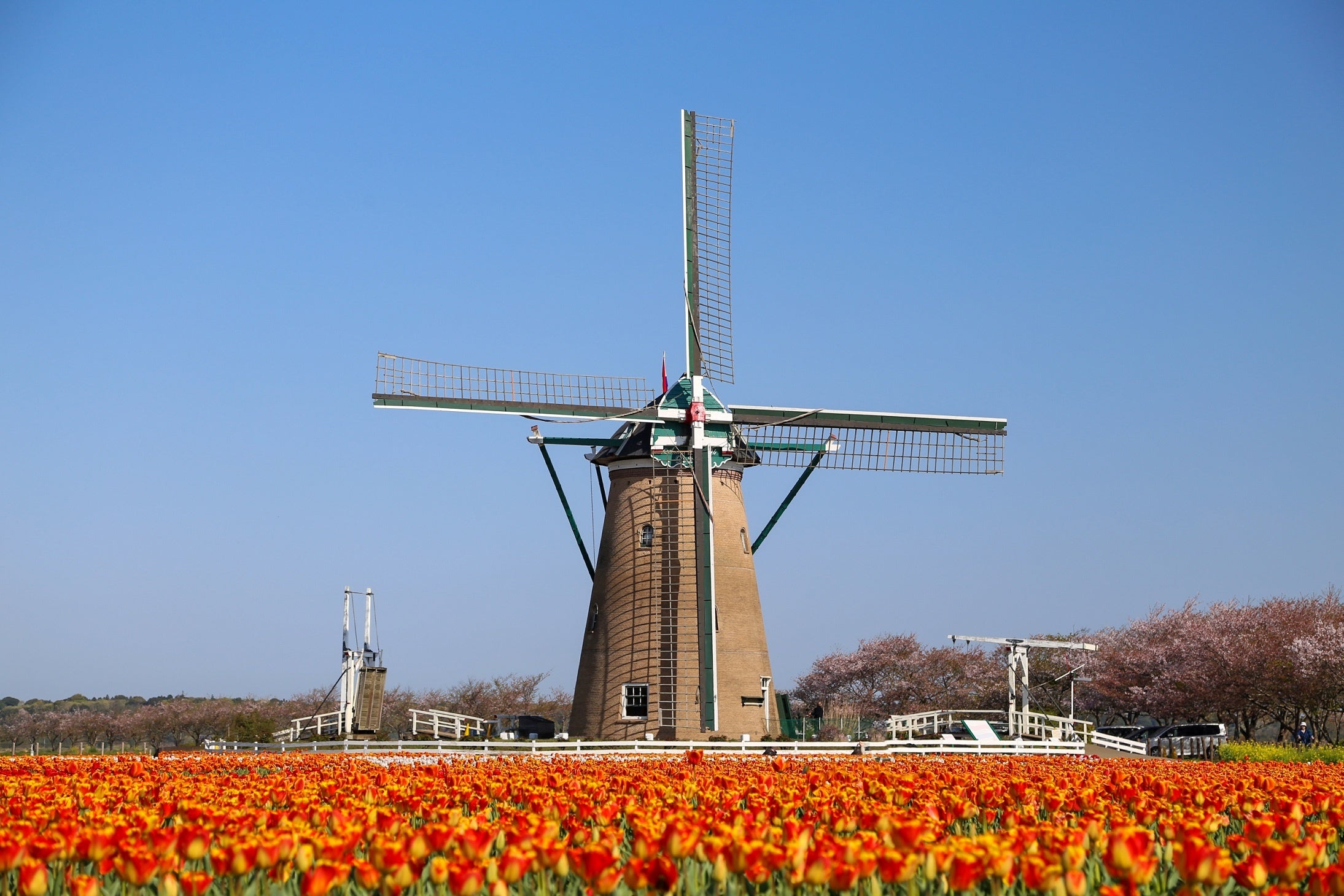 佐倉ふるさと広場チューリップ