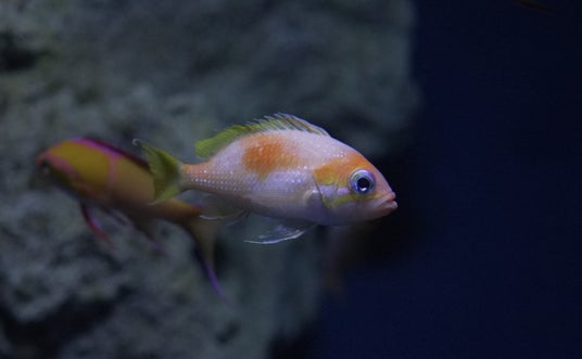【沖縄美ら海水族館】深海で見つかった“謎の2タイプ”実は「キイハナダイ」のオスとメスだった~美しい光沢の鱗をもつ「オス個体」を展示中!~ 【沖縄美ら海水族館】深海で見つかった“謎の2タイプ”実は「キイハナダイ」のオスとメスだった~美しい光沢の鱗をもつ「オス個体」を展示中!~