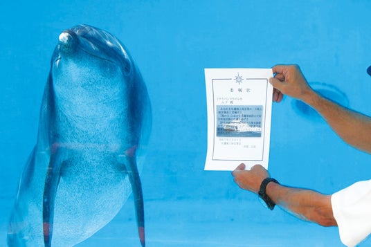 【沖縄美ら海水族館】海遊びはライフジャケットを着用しよう!「ムク」一日名護海上保安署長に就任! 【沖縄美ら海水族館】海遊びはライフジャケットを着用しよう!「ムク」一日名護海上保安署長に就任!