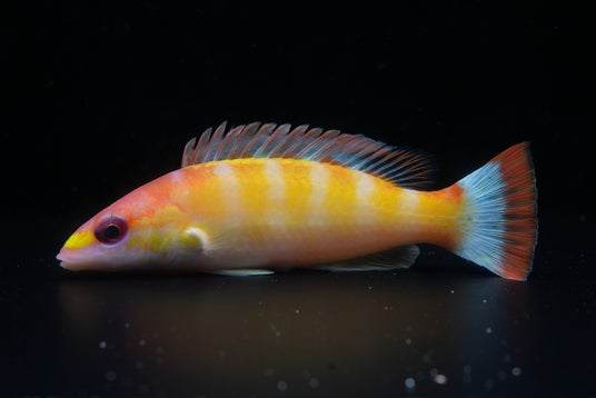 【沖縄美ら海水族館】久米島で採集した紅白模様の深海ベラ「世界初展示!コウハクカザリアカボウ」 【沖縄美ら海水族館】久米島で採集した紅白模様の深海ベラ「世界初展示!コウハクカザリアカボウ」