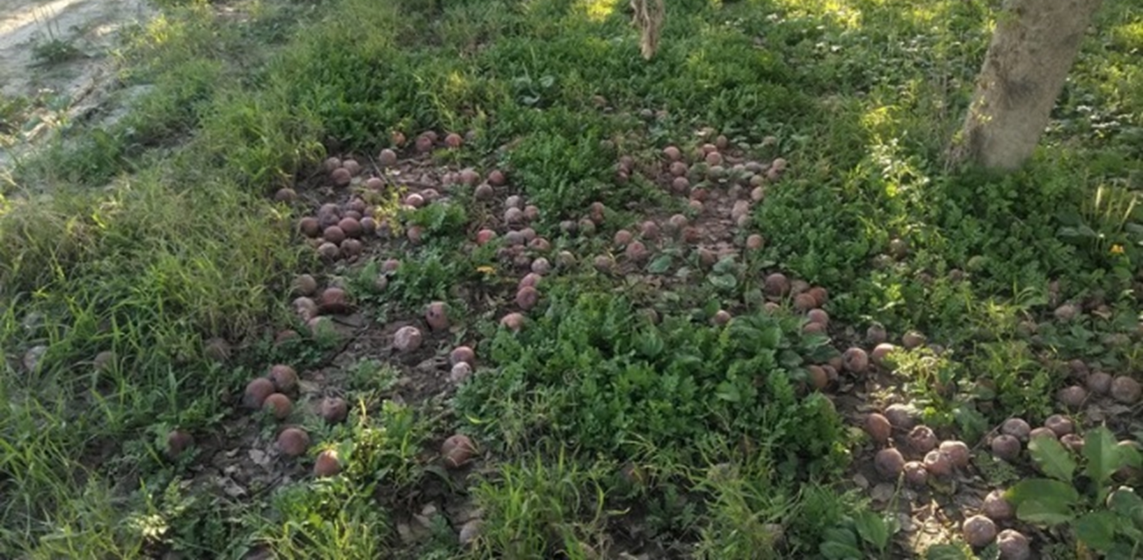 落下したりんご　(2022年８月撮影)