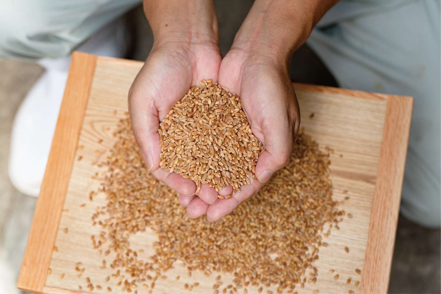 栃木県産小麦「タマイズミ」