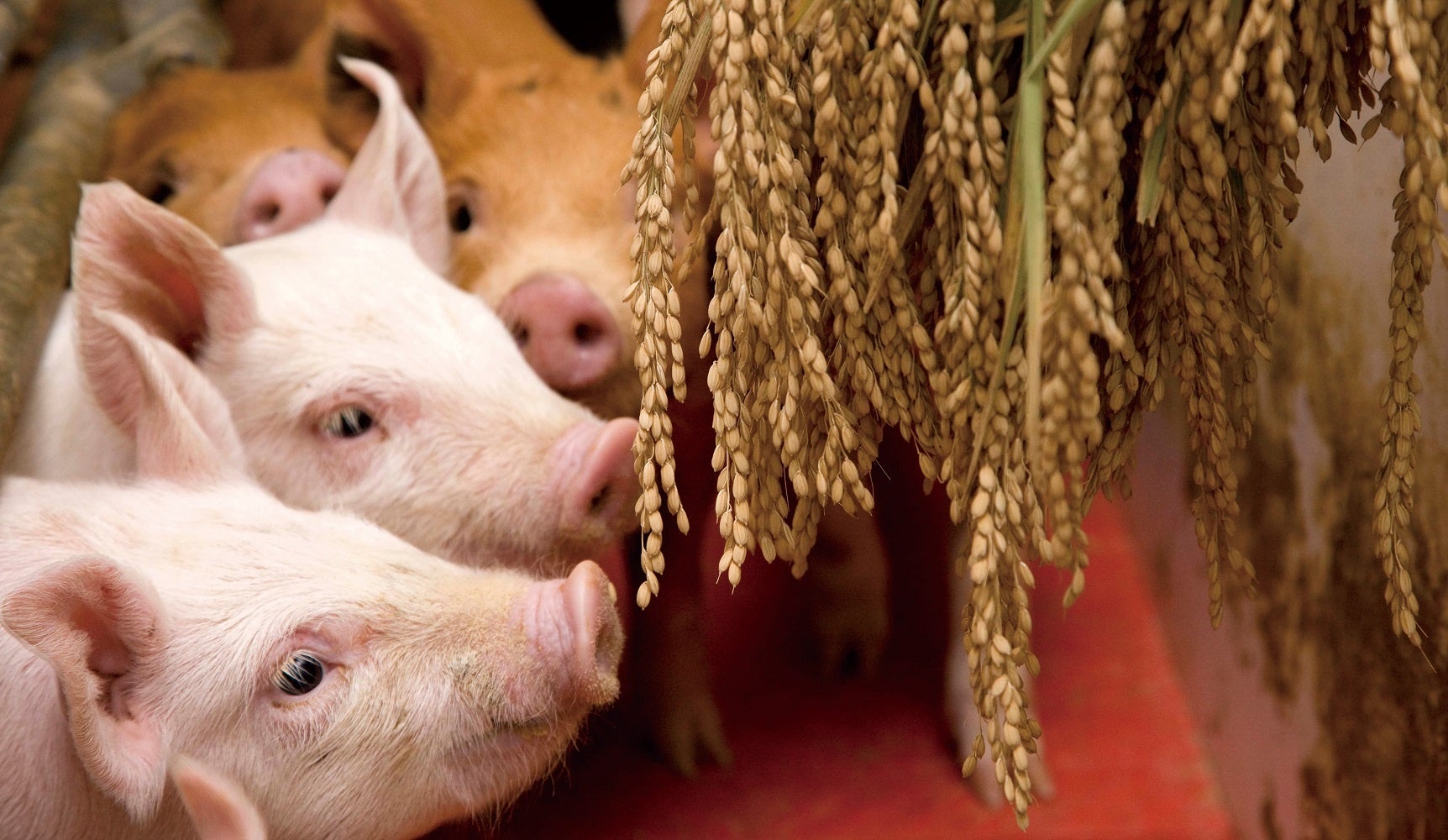 米と豚肉の提携生産者間で実施した飼料用米への取組み