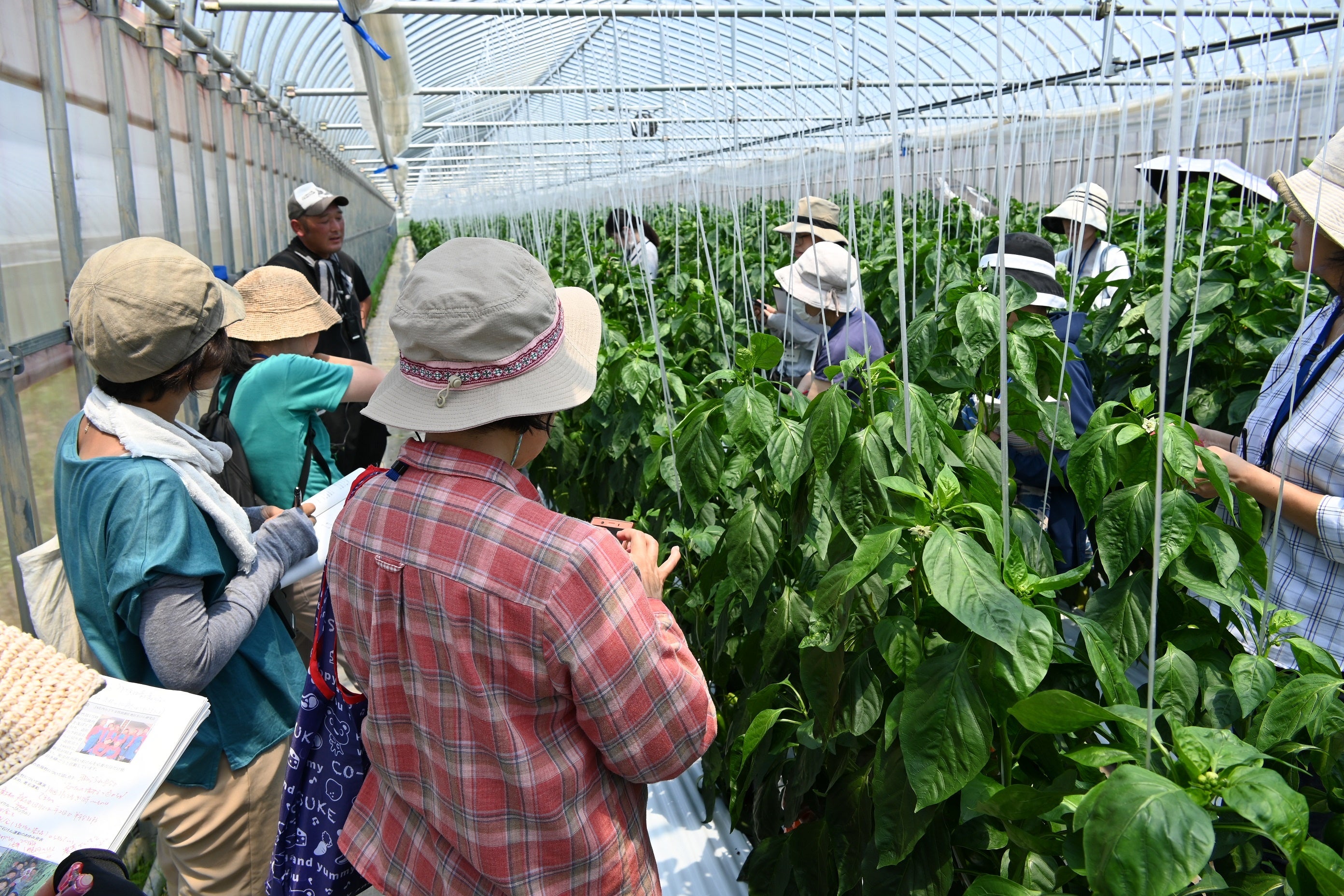 国産パプリカ圃場の見学
