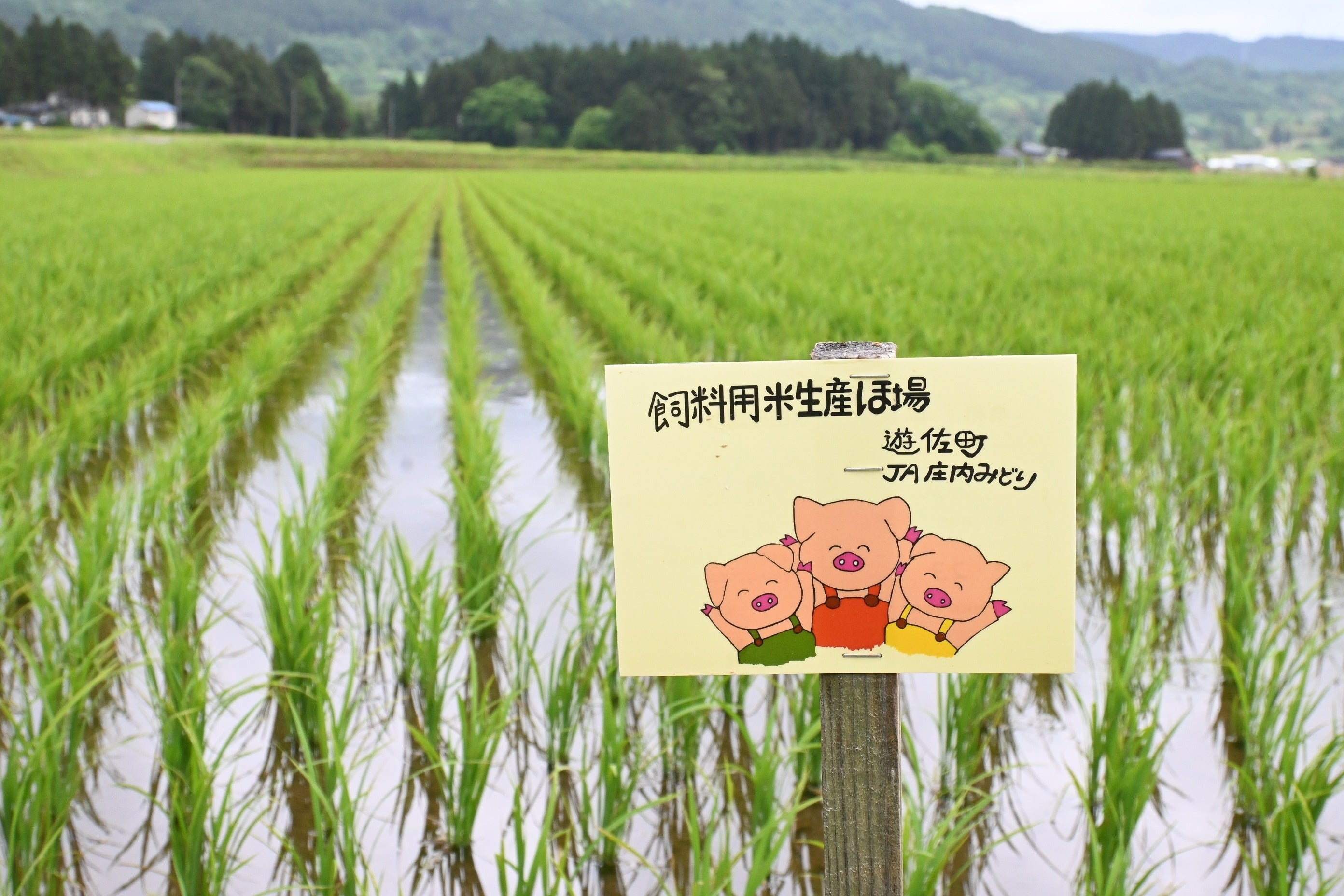 平田牧場の豚に給餌する飼料用米の圃場