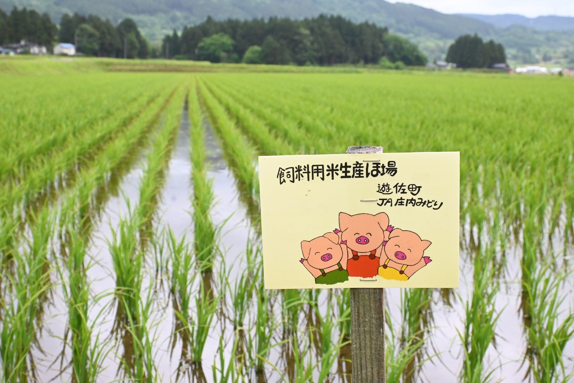 平田牧場の豚に給餌する飼料用米の圃場