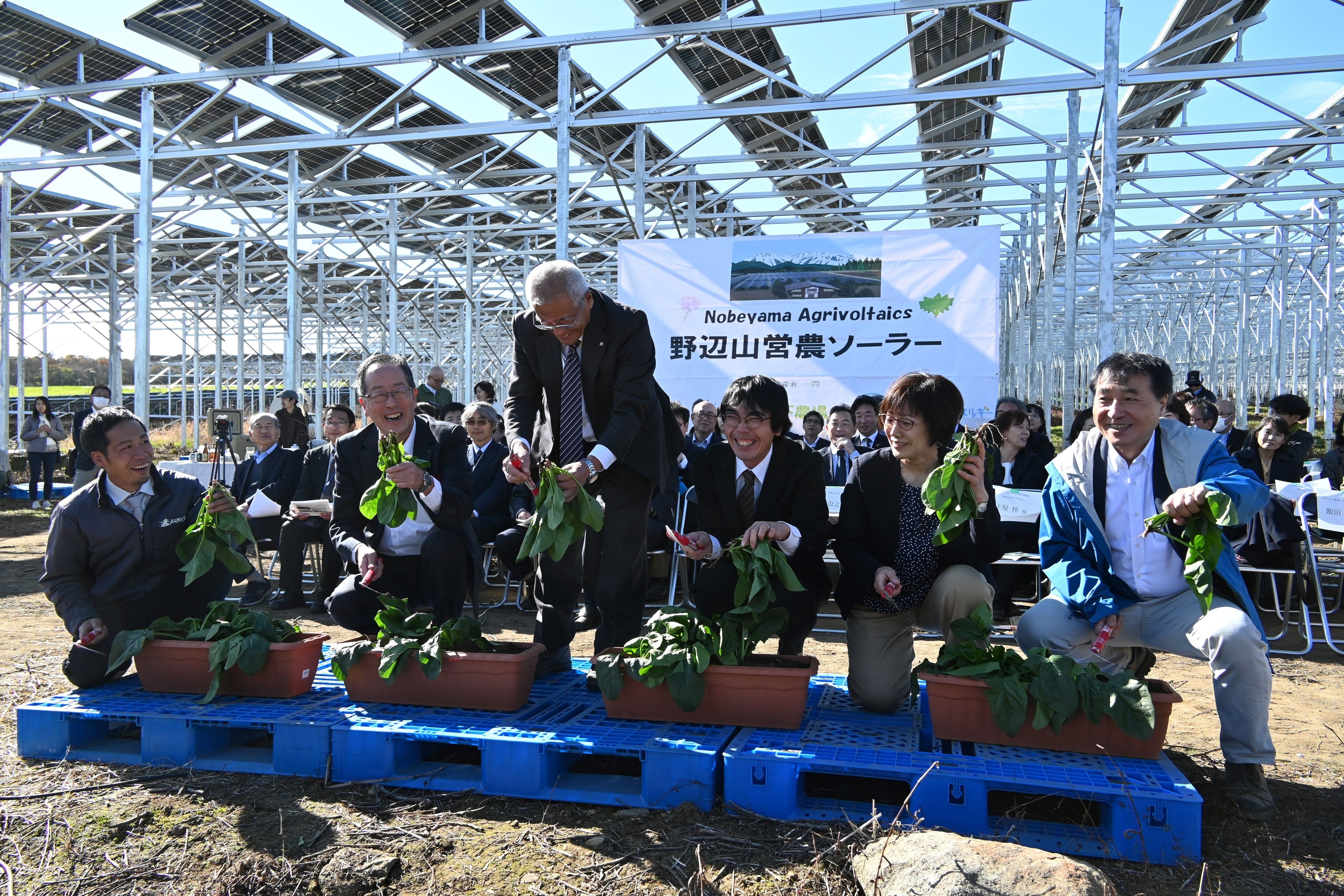 ほうれん草の記念収穫