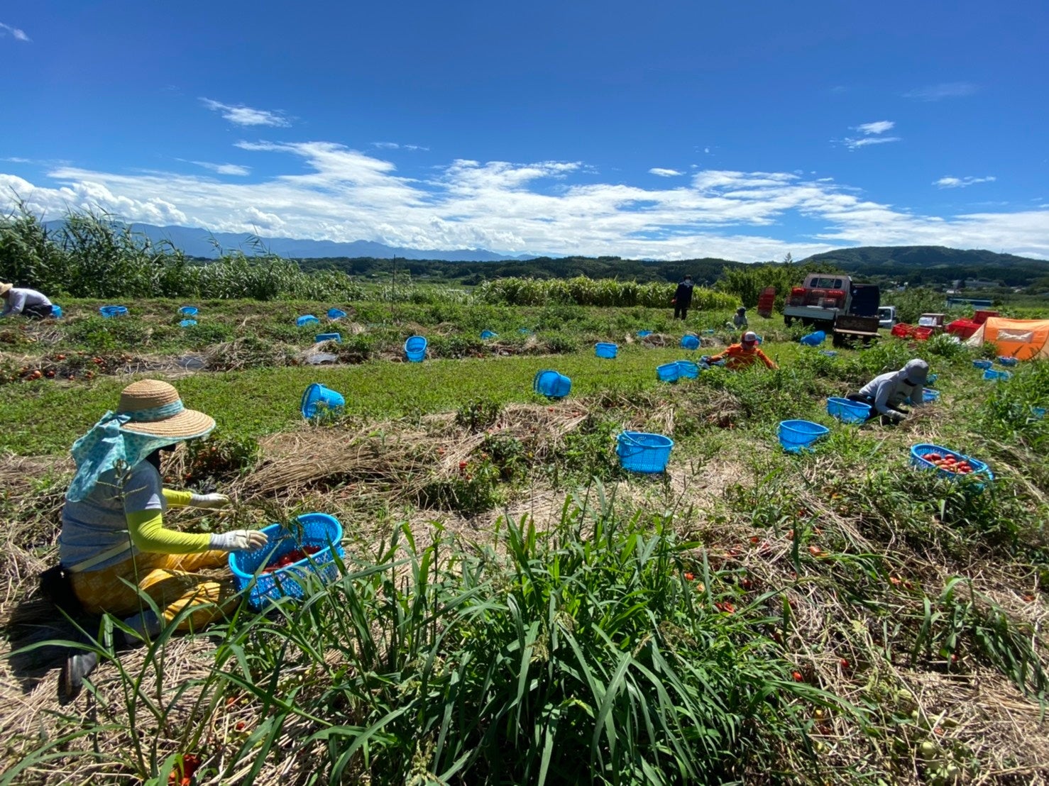 学生が体験予定の加工用トマト収穫の様子