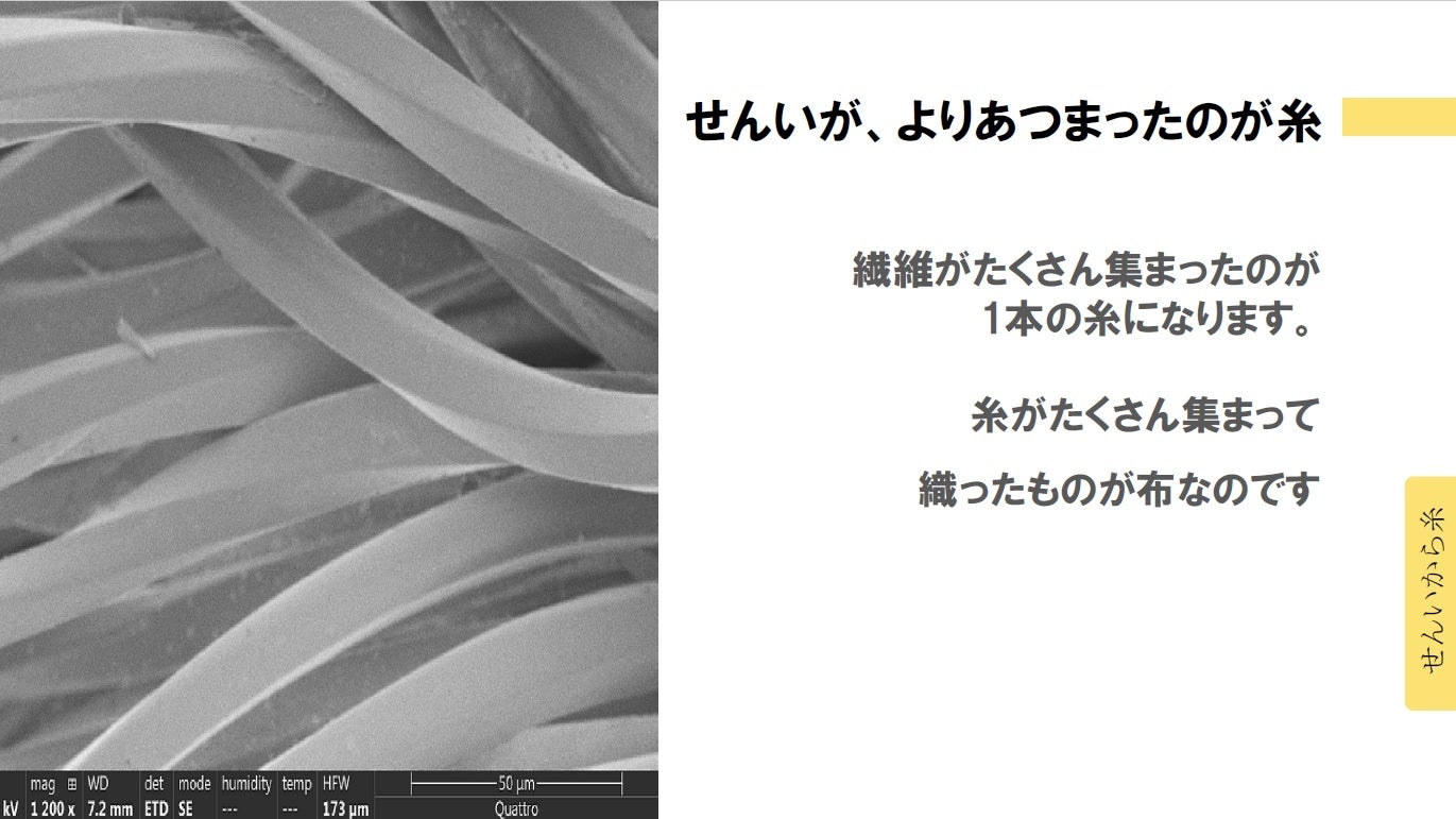 繊維の写真