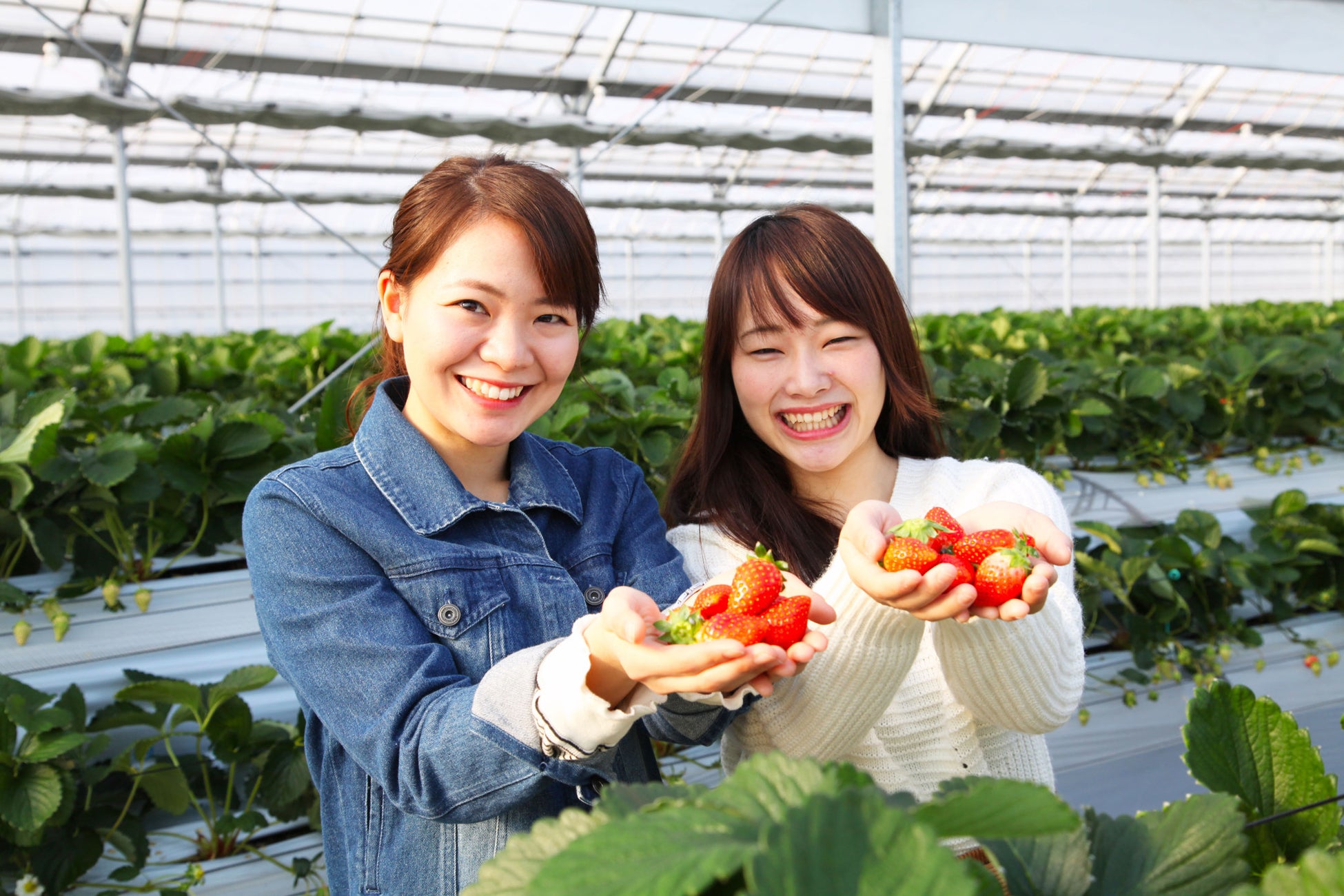春が来る 契約農家でイチゴ狩り 食べ放題60分 鳴門産イチゴ のジンジャーモクテル付き宿泊プラン1日50名限定発売 株式会社h P D コーポレーションのプレスリリース 春が来る 契約農家でイチゴ狩り 食べ放題60分 鳴門産イチゴ のジンジャーモクテル付き宿泊プラン1日50名限定発売 株式会社h P D コーポレーションのプレスリリース