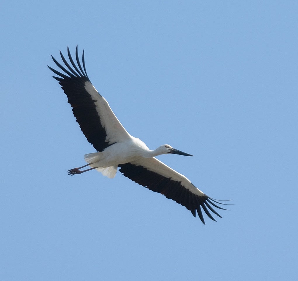 とくしまコウノトリ基金への寄付を含む宿泊プランを発売開始 環境保全に貢献するsdgsアクション 株式会社h P D コーポレーションのプレスリリース