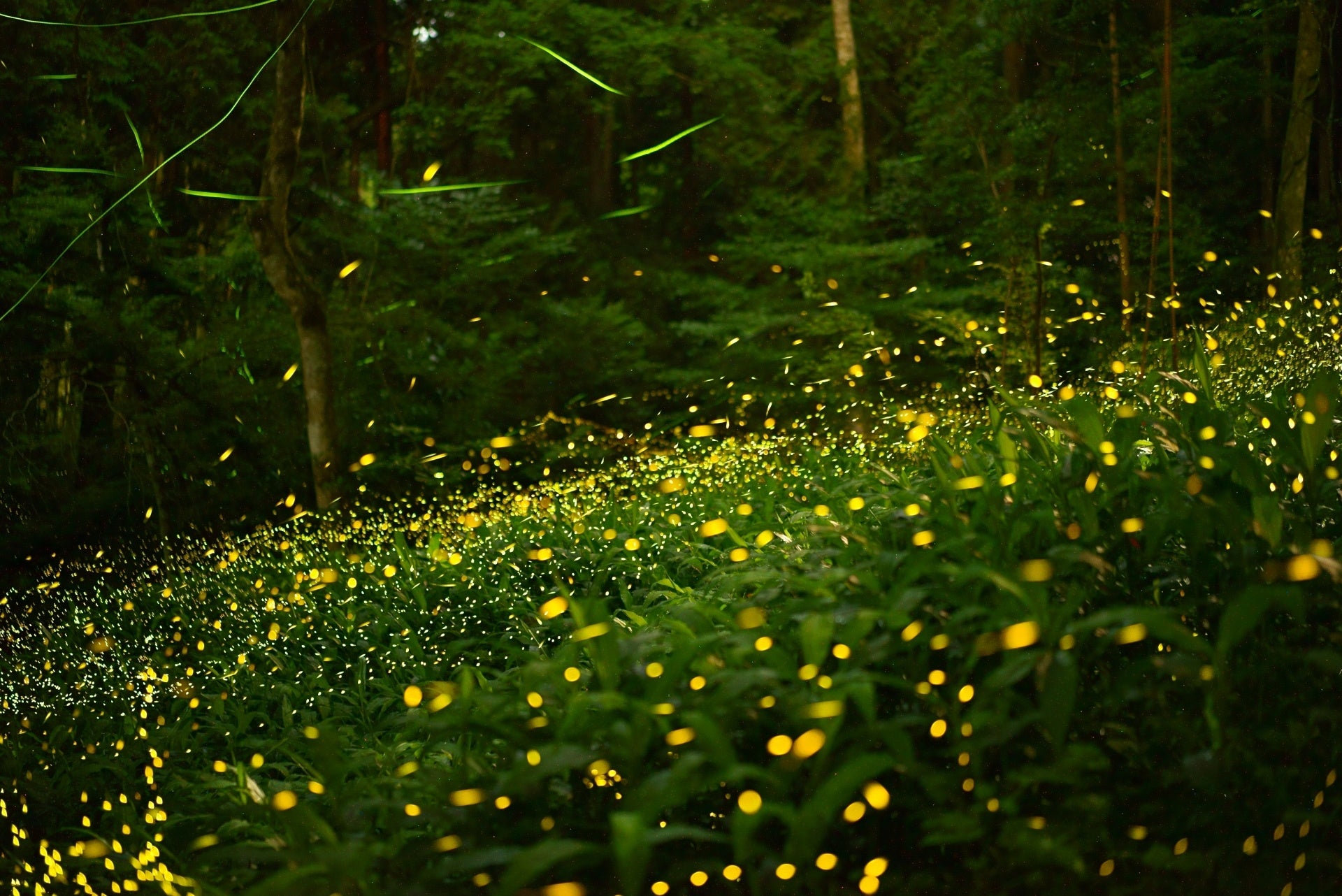 つるや吉祥亭 ほたる鑑賞の夕べ 初夏の訪れを告げるホタルを見に行こう 株式会社h P D コーポレーションのプレスリリース つるや吉祥亭 ほたる鑑賞の夕べ 初夏の訪れを告げるホタルを見に行こう 株式会社h P D コーポレーションのプレスリリース