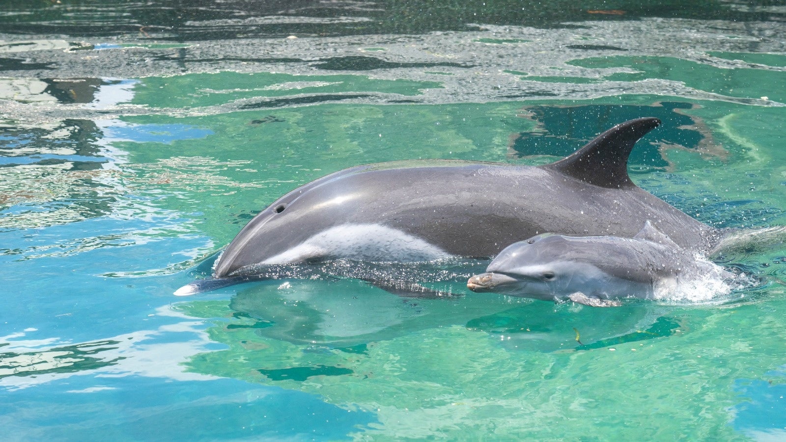 マダライルカの赤ちゃん アニス 誕生 株式会社h P D コーポレーションのプレスリリース マダライルカの赤ちゃん アニス 誕生 株式会社h P D コーポレーションのプレスリリース