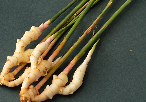 安本さんの新生姜