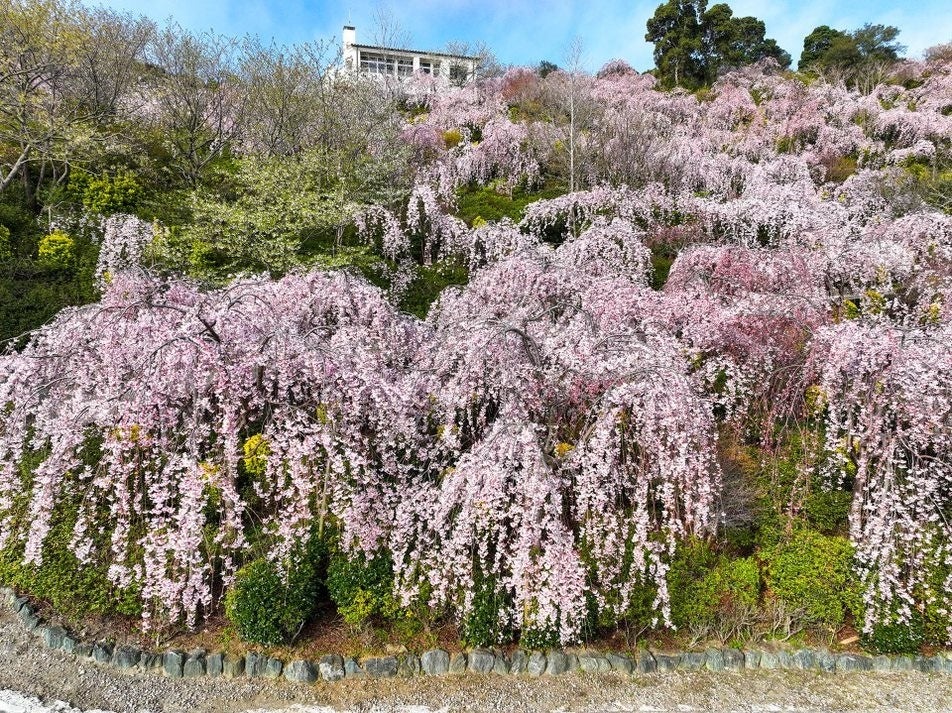 ホテルから徒歩約10分「花見山」のシダレザクラ
