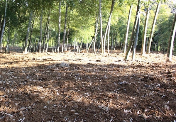 たけのこ畑の様子