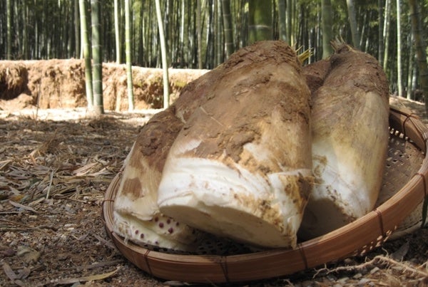 大原野で収穫された「京たけのこ」