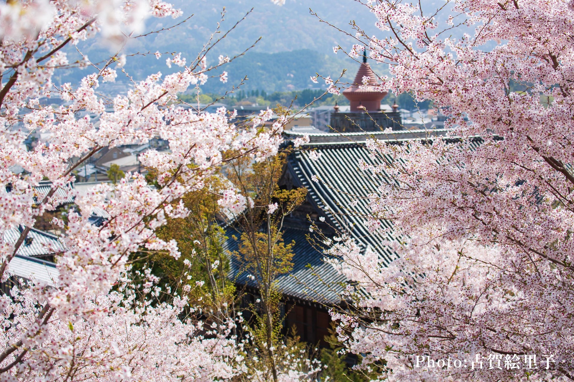 ザ プリンス 京都宝ヶ池 顕本法華宗 総本山 妙満寺 妙満寺の森 サクラ山 の桜を愛でるご宿泊者限定の特別拝観プログラムを 開始 株式会社プリンスホテルのプレスリリース ザ プリンス 京都宝ヶ池 顕本法華宗 総本山 妙満寺 妙満寺の森 サクラ山 の桜を愛でるご宿泊者限定の特別拝観プログラムを 開始 株式会社プリンスホテルのプレスリリース