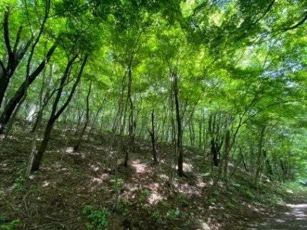 フィールドワークの場となる森