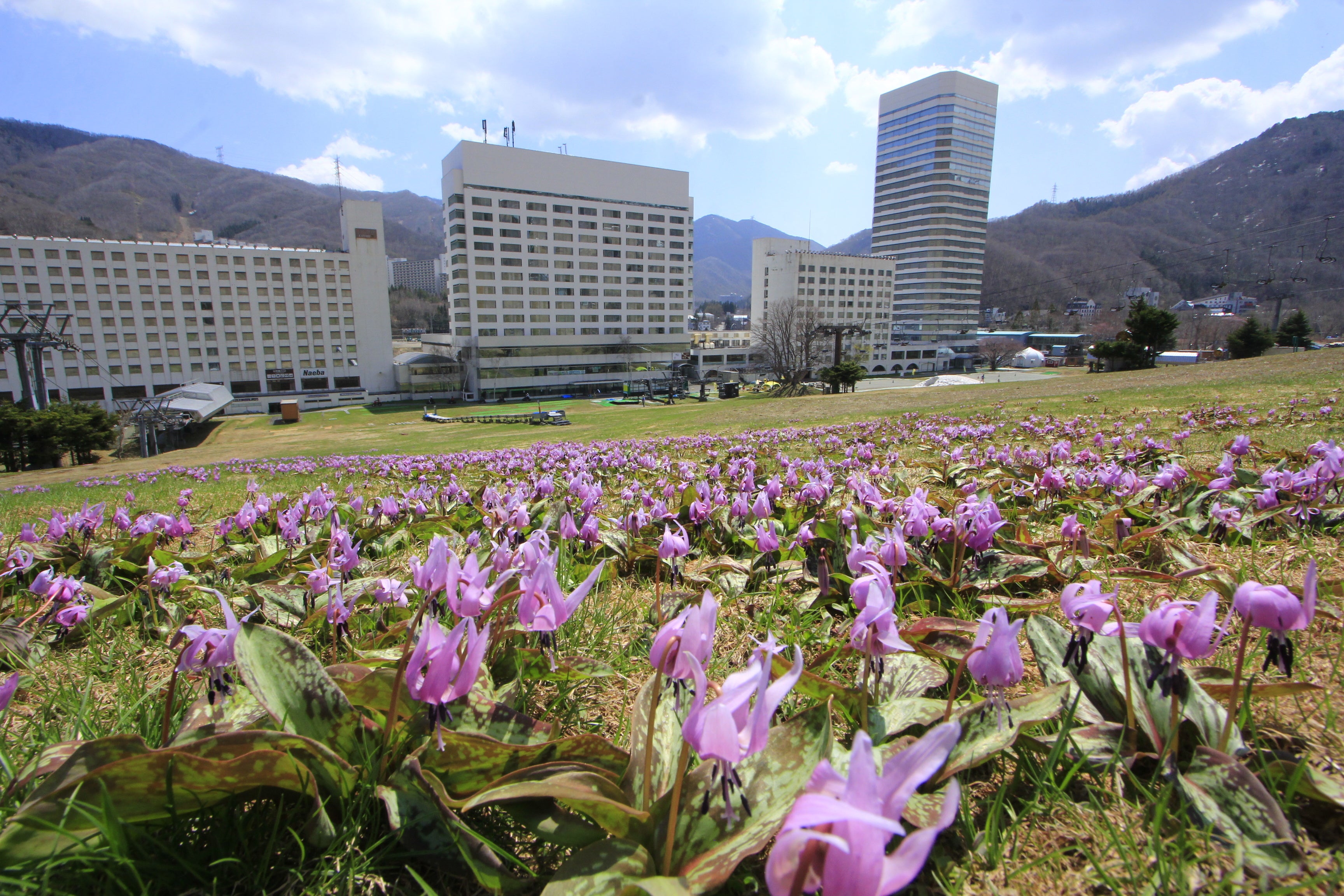 カタクリ（苗場プリンスホテル前）