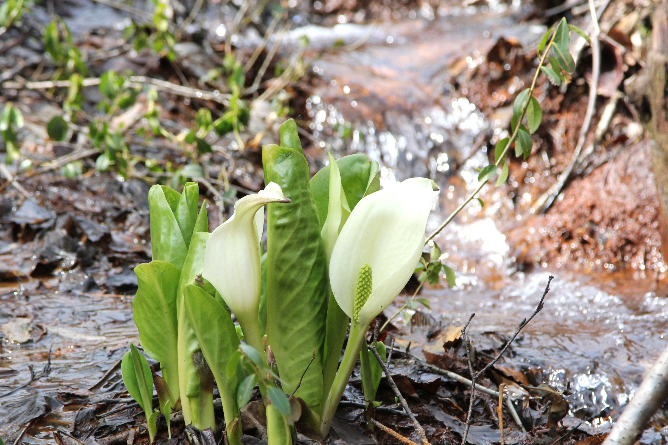 水芭蕉群生地（山麓駅周辺）