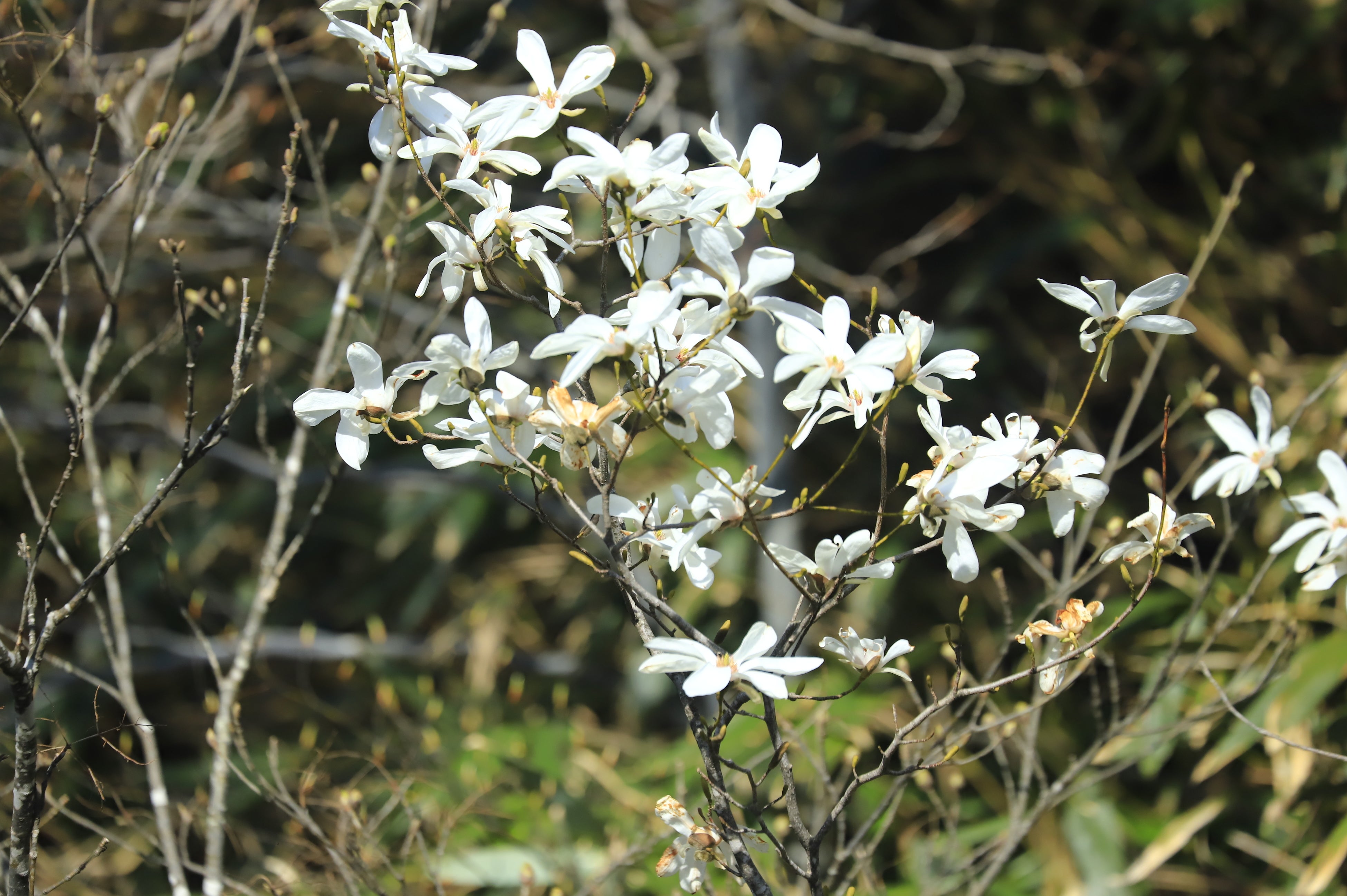 タムシバ（苗場ドラゴンドラ沿線）