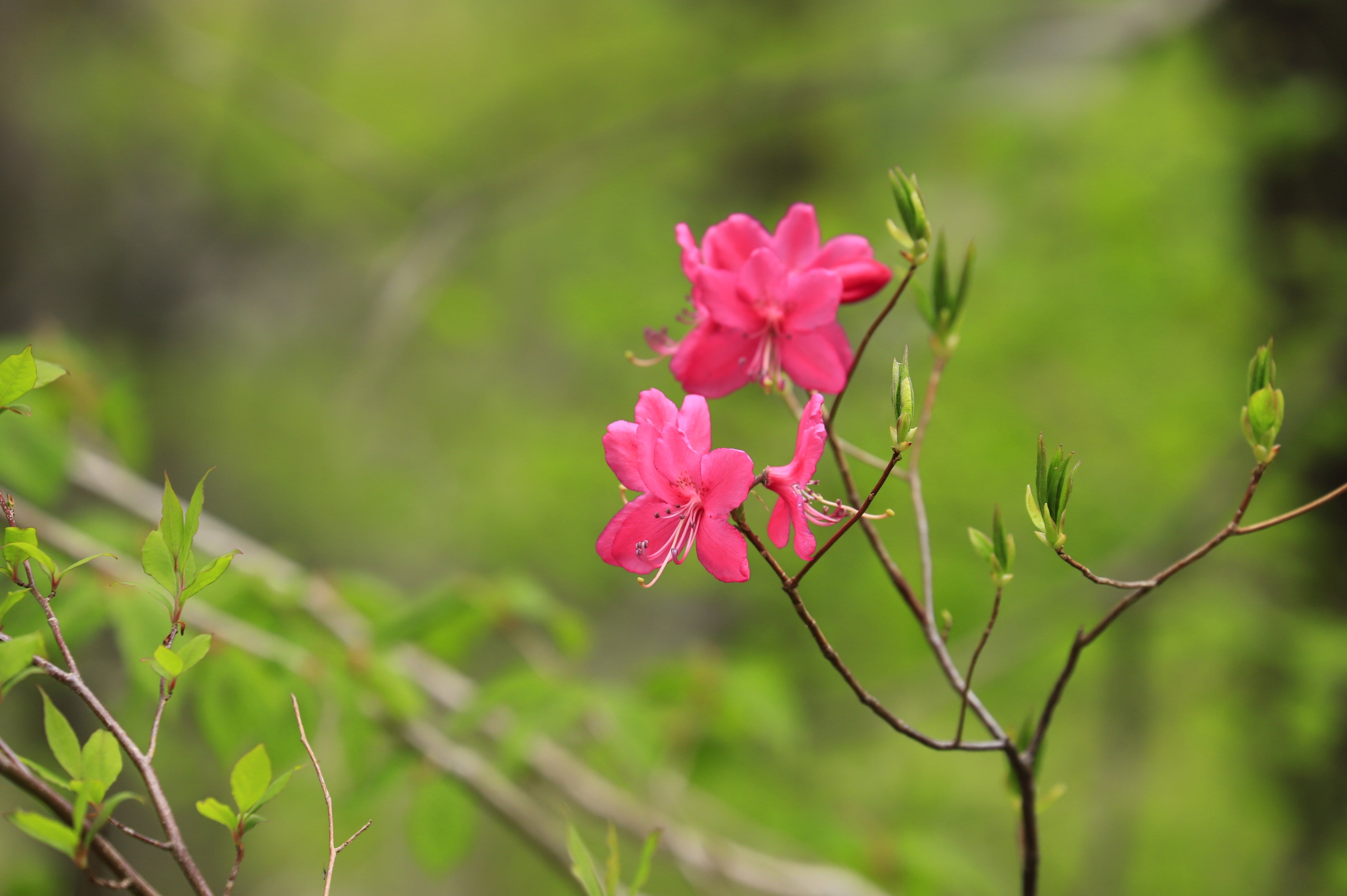 ムラサキヤシオ