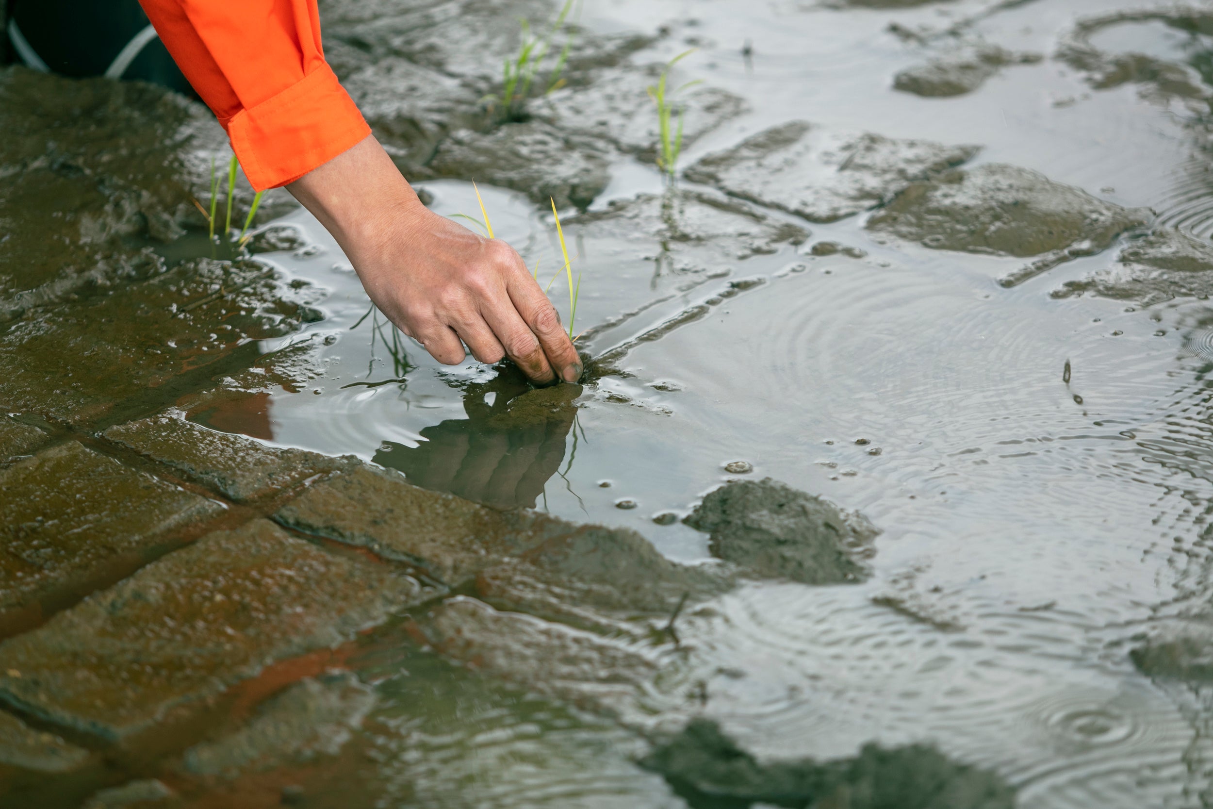 手で苗を植える様子