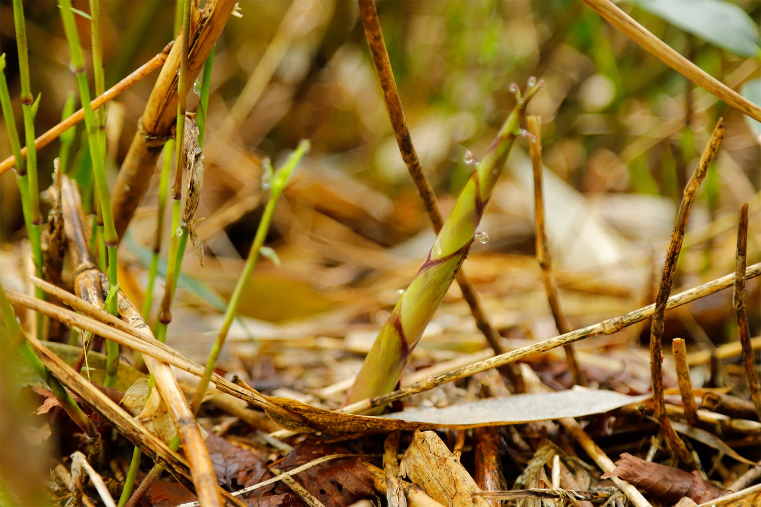 山たけのこ採りの様子