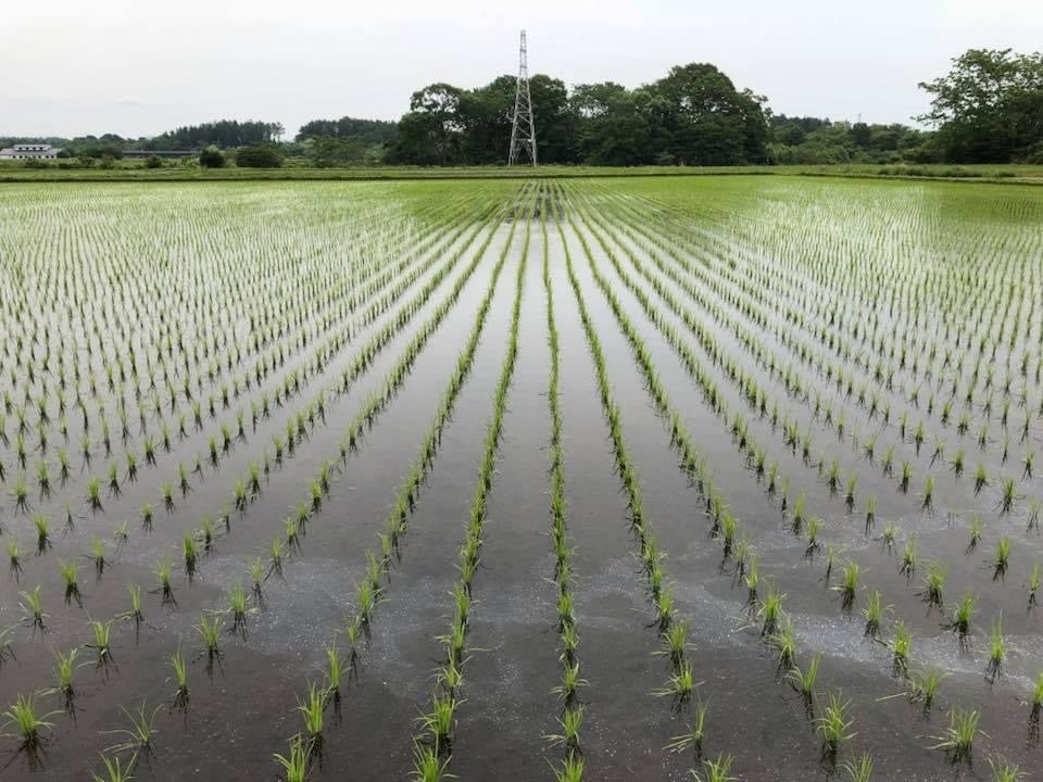 苗を植えたあとの水田（イメージ）