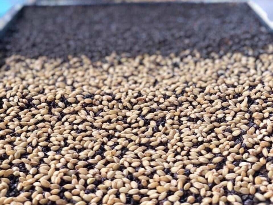 銀河のしずく稲種