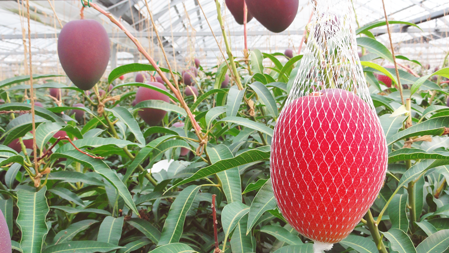 樹上で完熟したばかりの「太陽のタマゴ」
